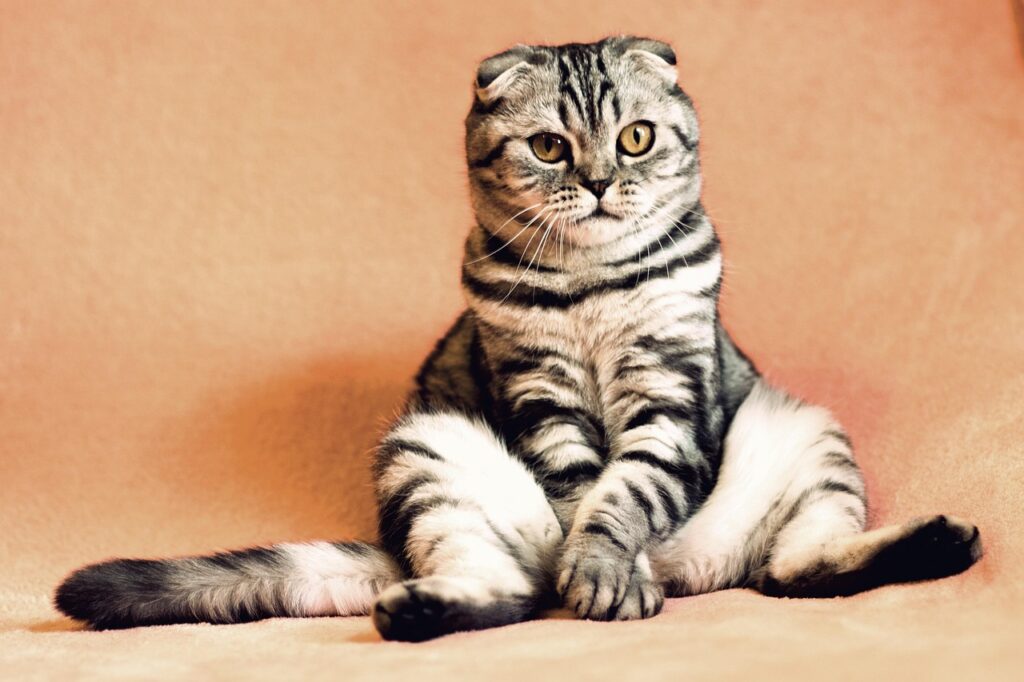 Tenant Pet Rights Under the Renters’ Rights Act: What You Need to Know